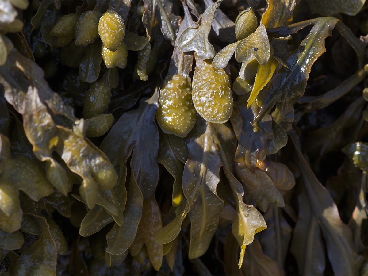 Fucus guiryi